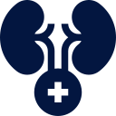 Kidney icon